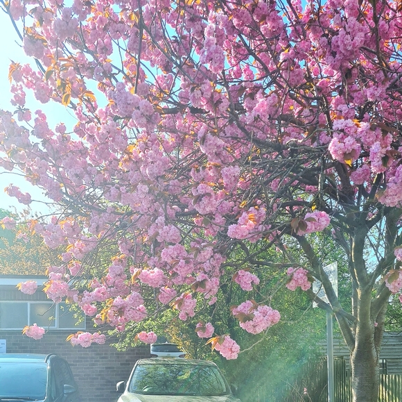 I just have to show you how beautiful spring can be - Picture 3 of 6